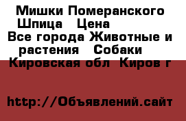 Мишки Померанского Шпица › Цена ­ 60 000 - Все города Животные и растения » Собаки   . Кировская обл.,Киров г.